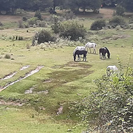 Bb Mariolo House Cesarò