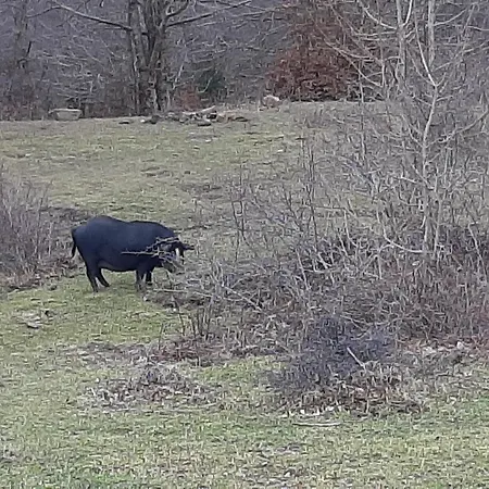 Πανσιόν Bb Mariolo House