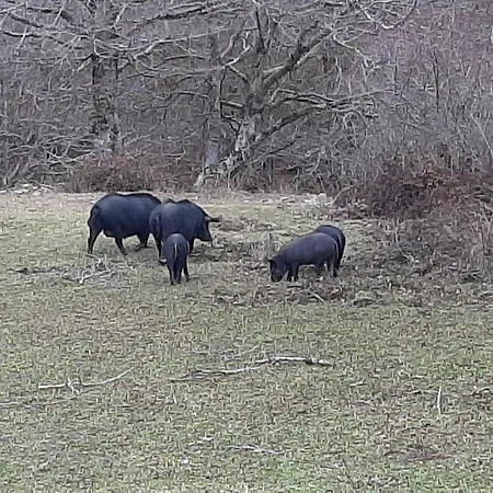 Bb Mariolo House Gæstehus